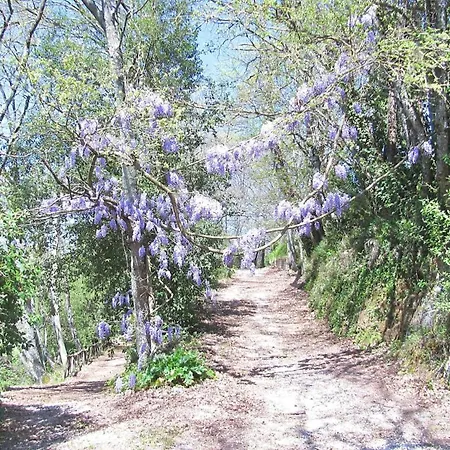 Montecasciano Lavanda Capranica