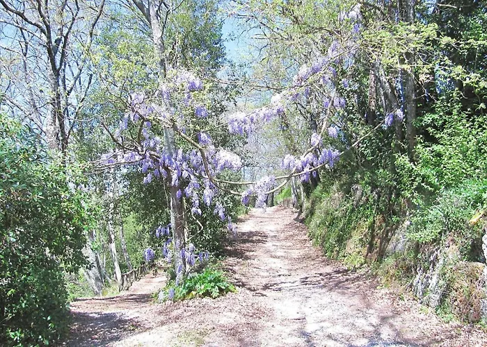 Montecasciano - Lavanda Capranica